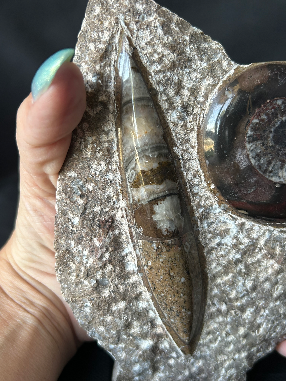 Thumbnail: Orthoceras and Ammonite Freeform