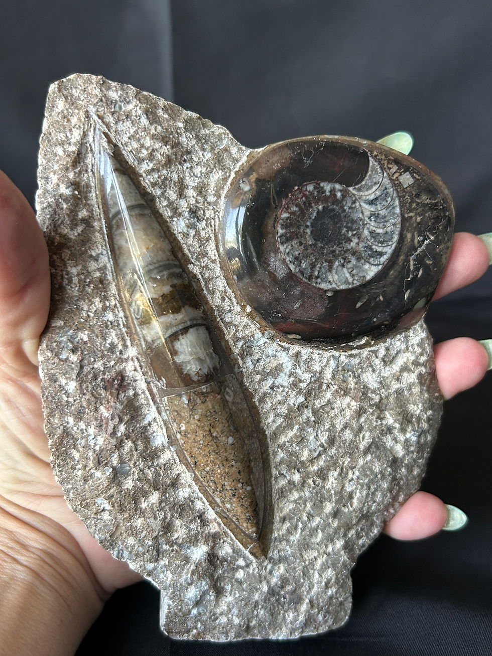 Thumbnail: Orthoceras and Ammonite Freeform