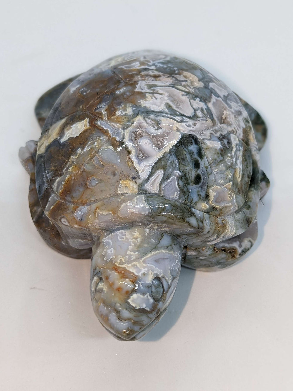 Thumbnail: Ocean Jasper Turtle