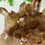 Thumbnail: Smoky Quartz Cluster