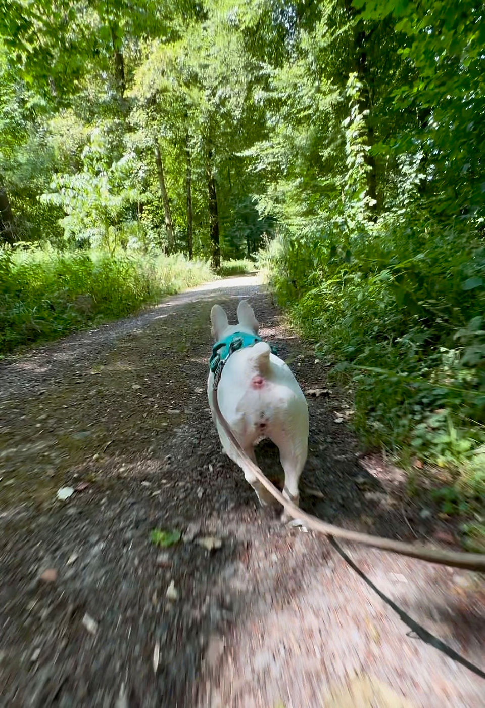 Walking in The Woods