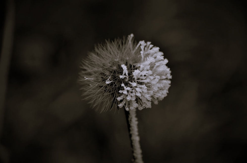 Flower Black and White 