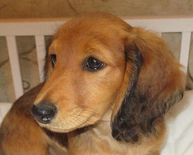 We occasionally have shaded red dachshund puppies.