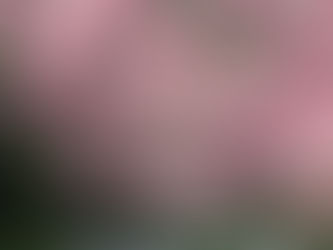 そろそろ桜の季節です