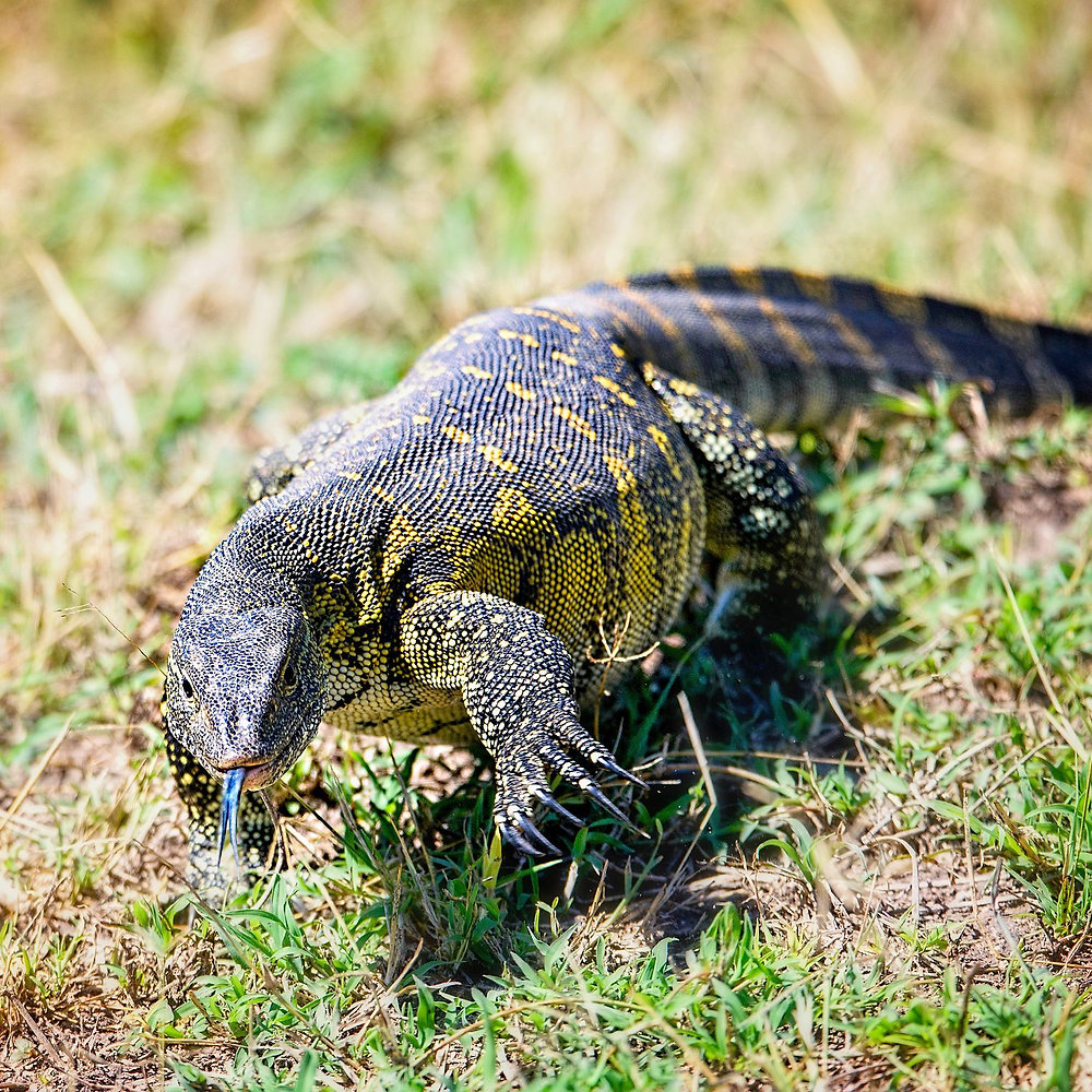 Nile Monitor Care Sheet