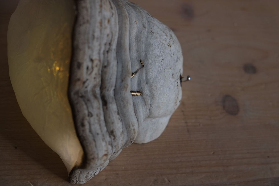 Koprdelec_hedvábný_06