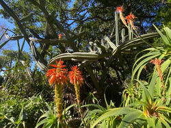 ORTO BOTANICO DI PALERMO