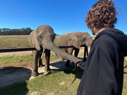 KNYSNA ELEPHANT PARK