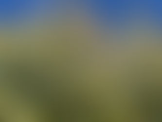 A tree