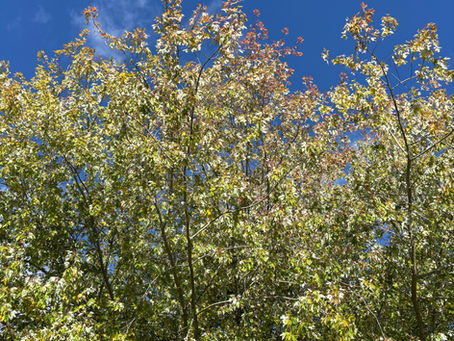 A tree