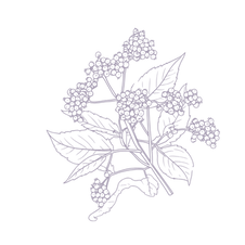 Elderberry graphic