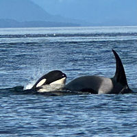 Orca-Pod-Frederick-Sound-Petersburg-Alaska