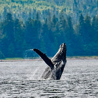 Humpback-Breaching-Frederick-Sound-Petersburg-Alaska