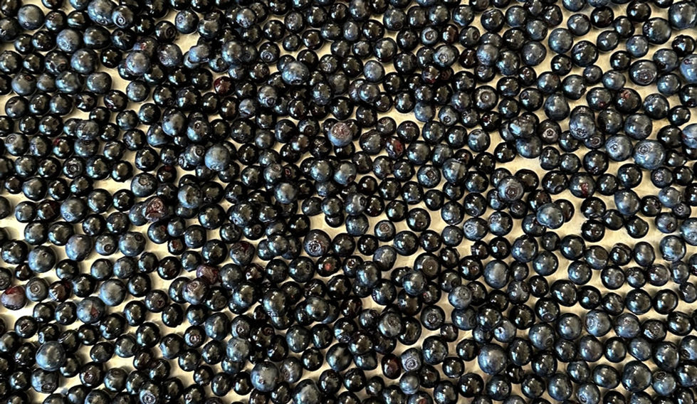 From July through September, wild Alaskan blueberries can be found all around Petersburg, Alaska.