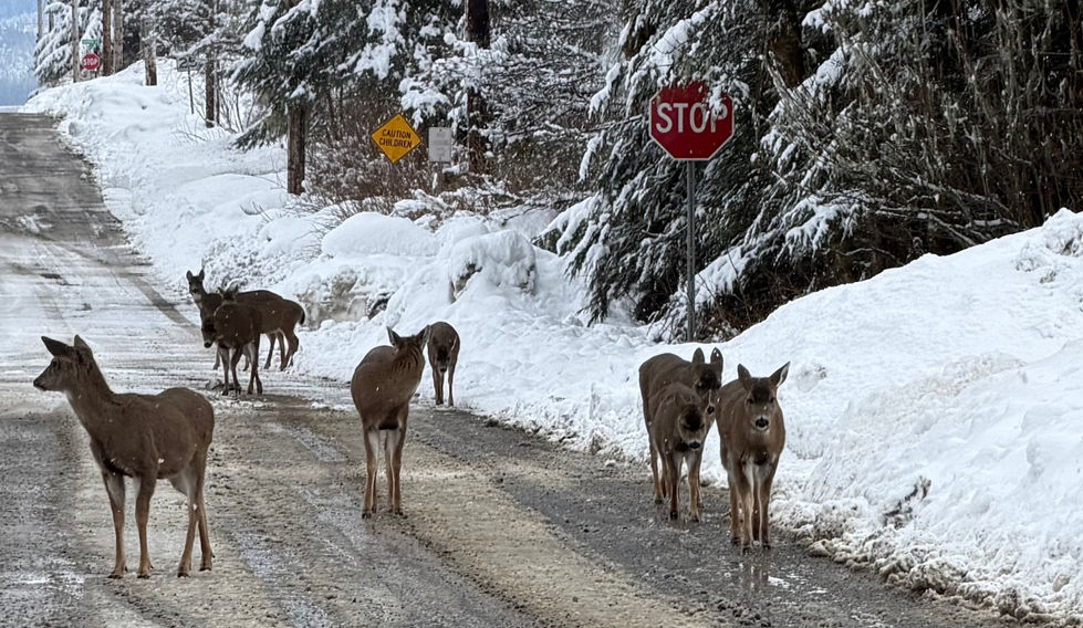 Sitka Whitetail Deer are a common site on the roads and in the yards of homes in Petersburg, Alaska.