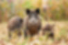 istockphoto-1193328056-612x612.jpg