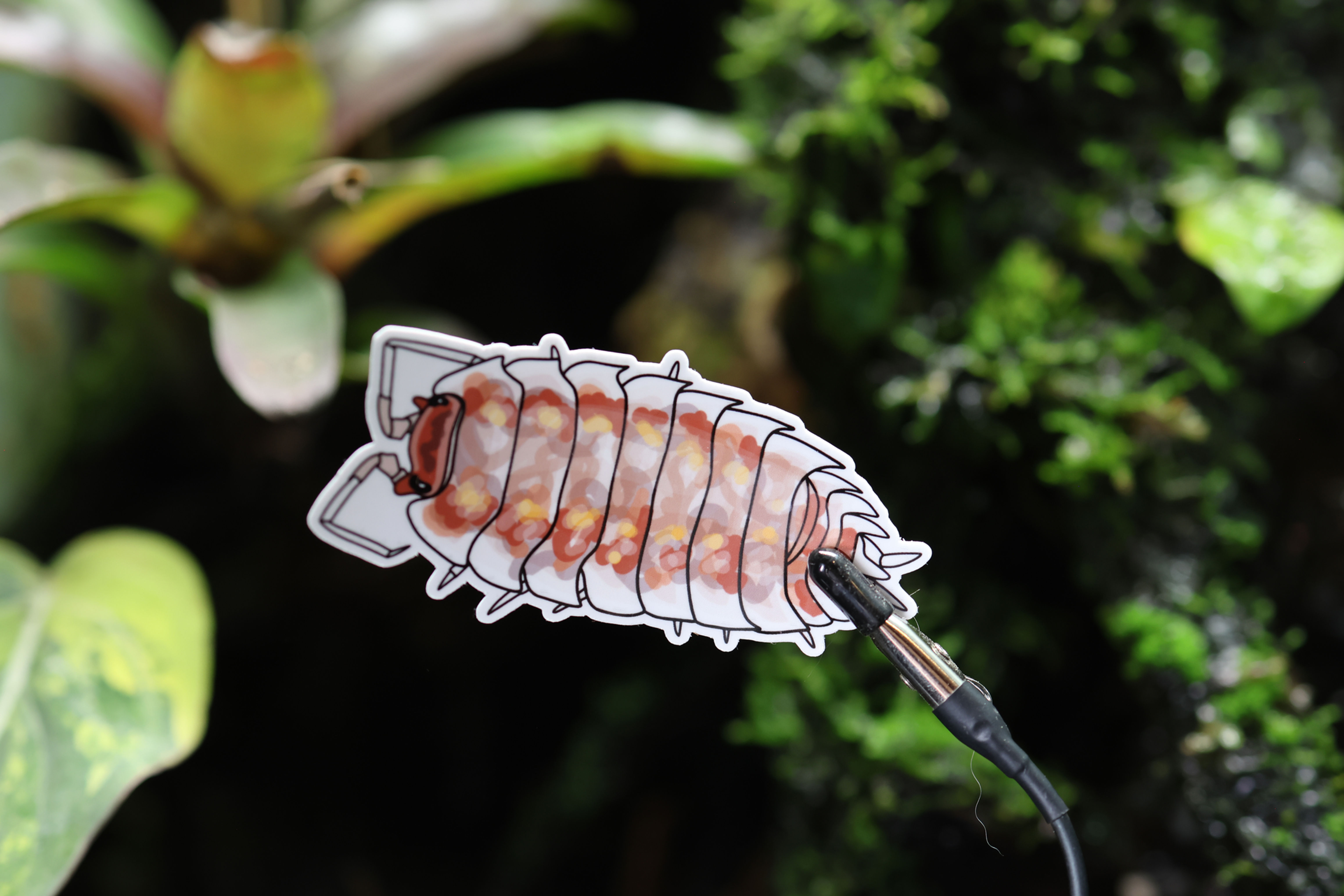 Oniscus asellus ‘Orange Mardi Gras’ sticker