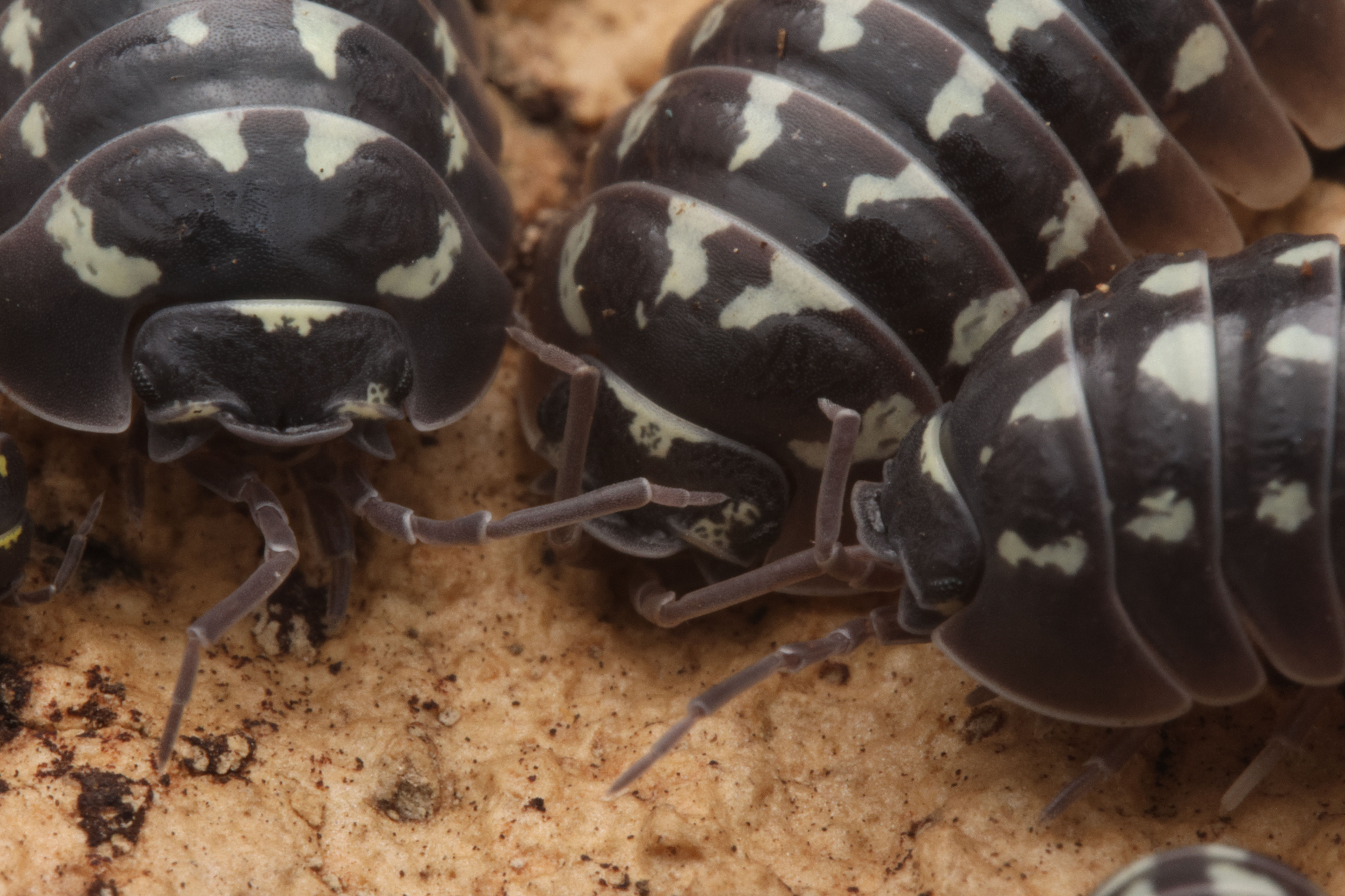 Armadillidium Gestroi, "Zinger"