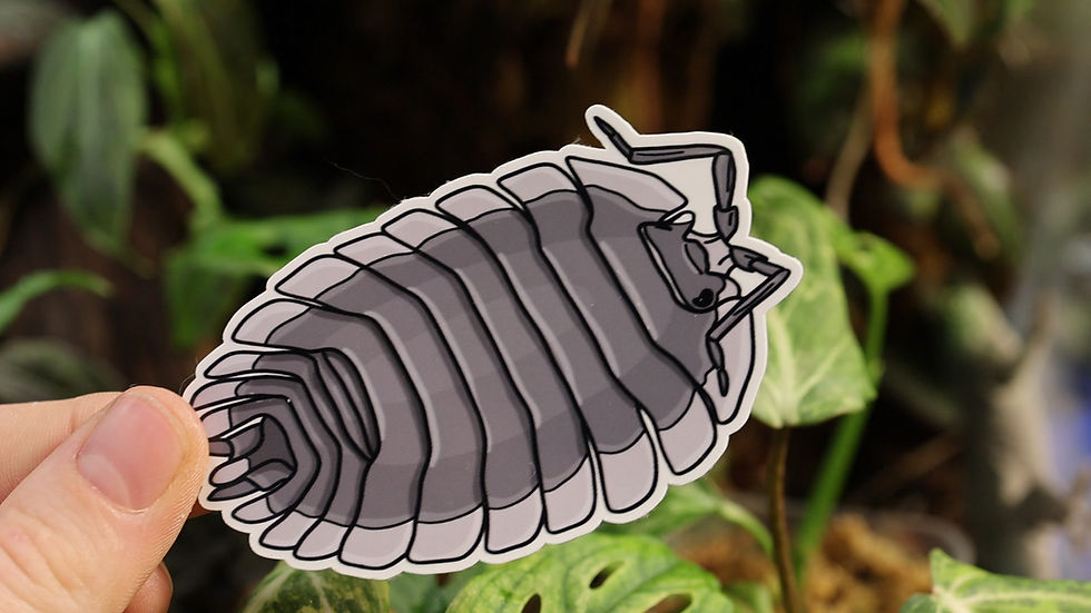 Thumbnail: Porcellio Werneri (Greek Shield) Sticker