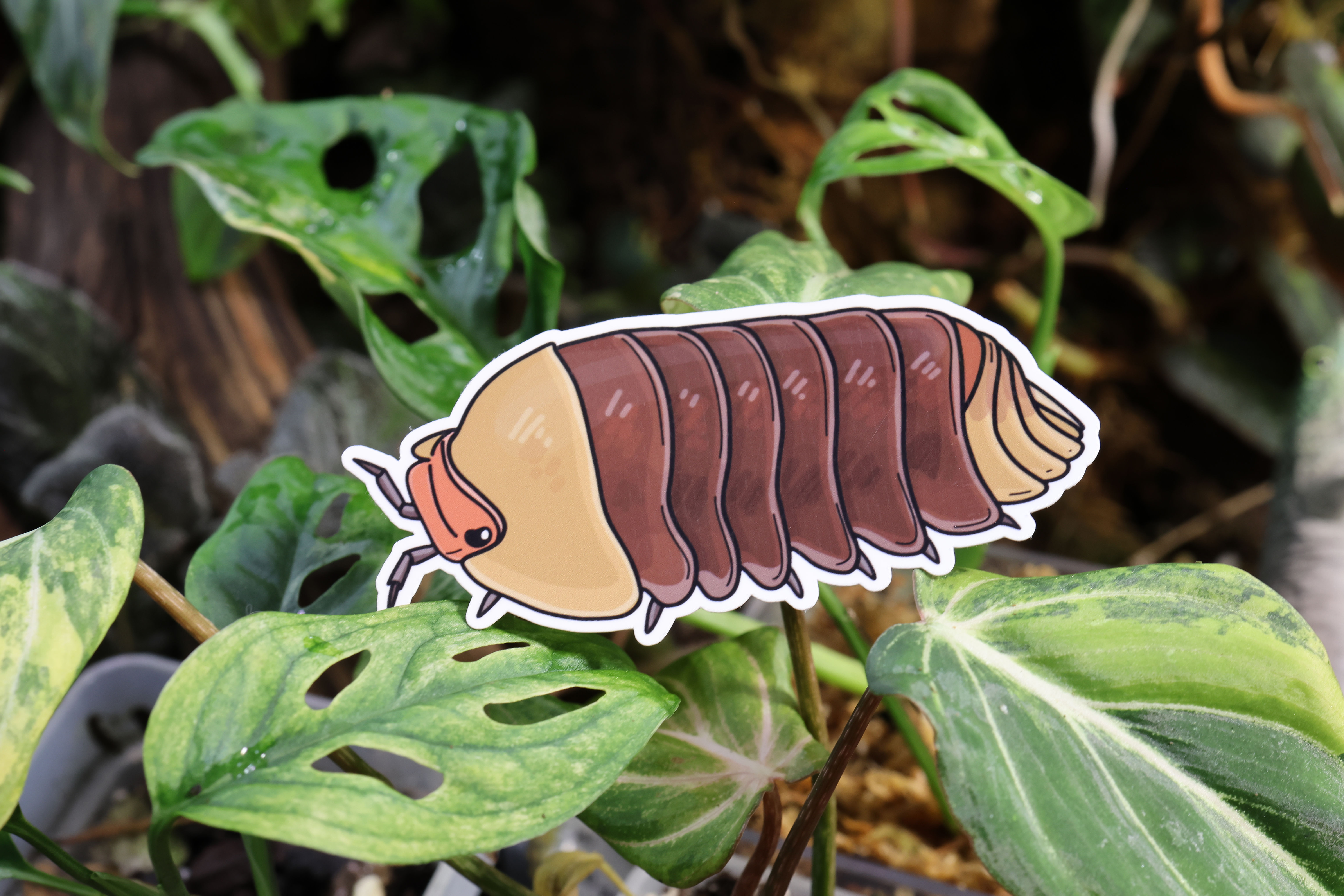 Cubaris Sp. "Rubber Ducky" - Isopod WATERPROOF Vinyl Laminated Sticker 3in
