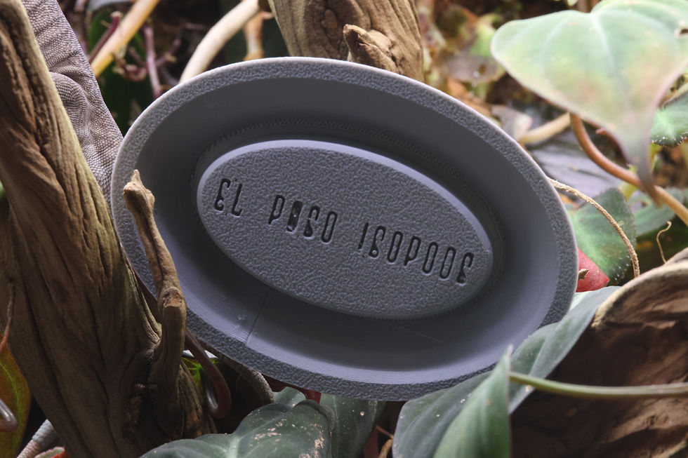 Thumbnail: Dan the Man Isopod Tray