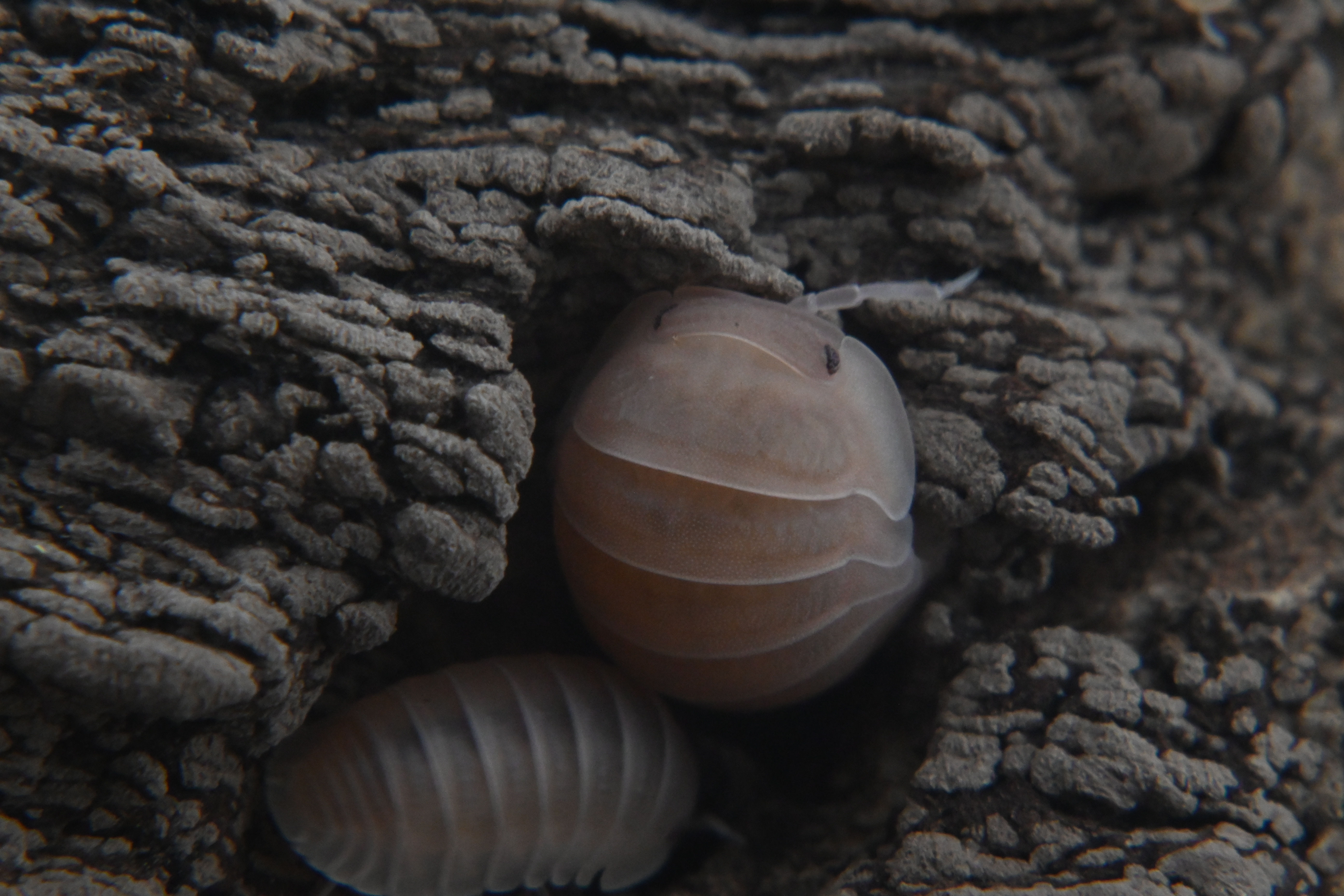 Cubaris murina, " Papaya"
