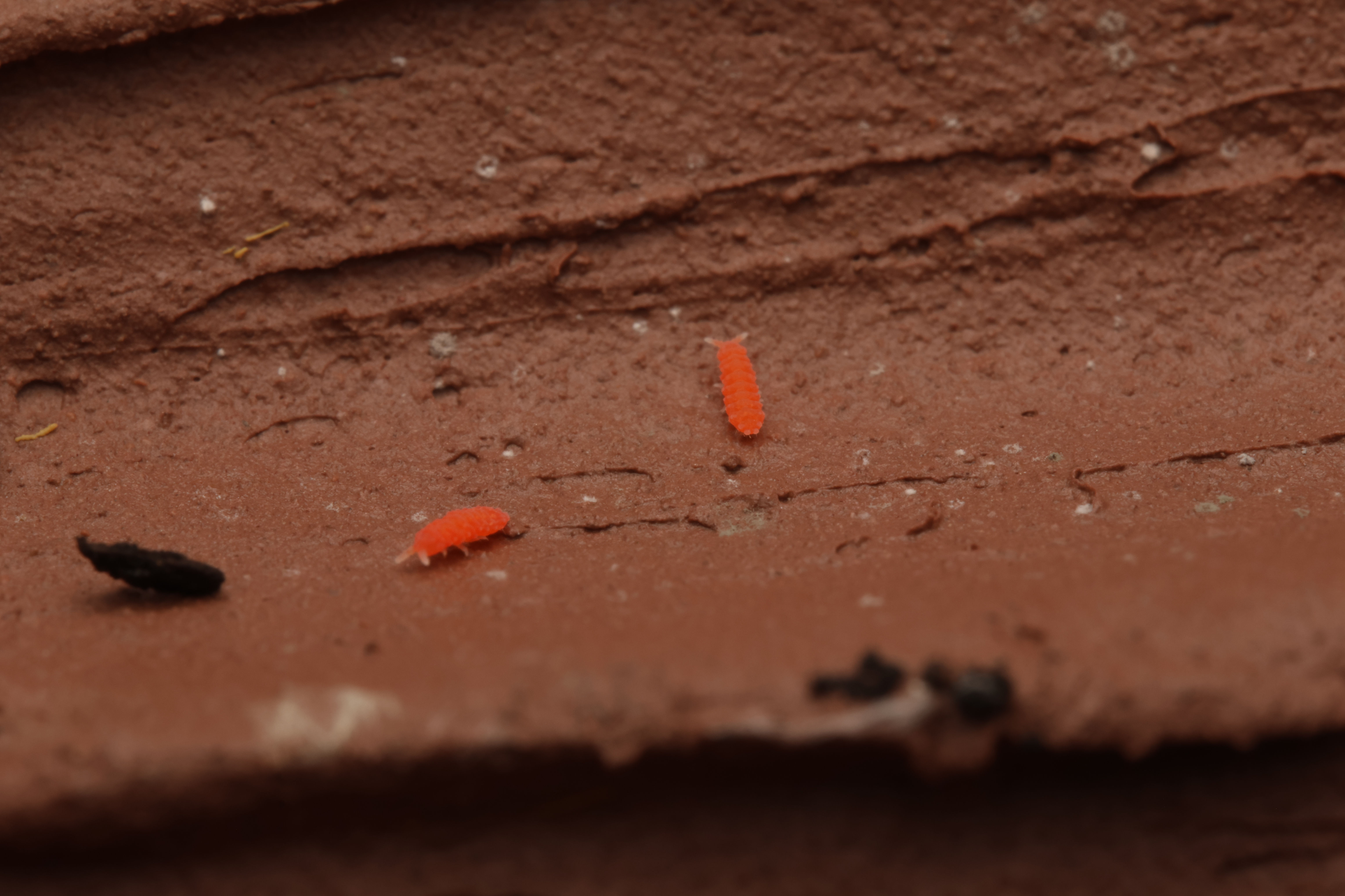 20ct Florida Orange Springtails (Neanura growae)