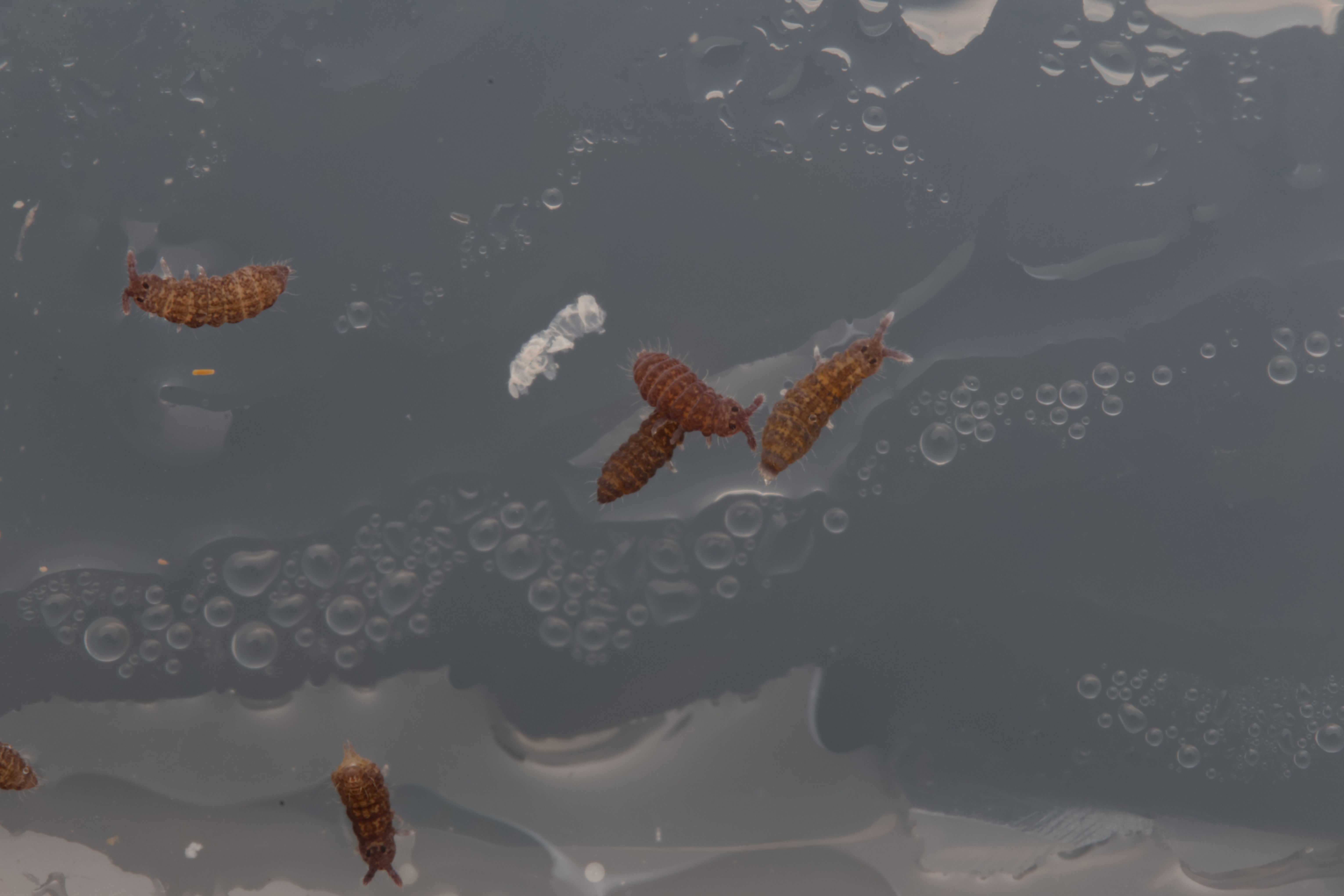 50ct. Lilac Springtails (Ceratophysella isabellae)
