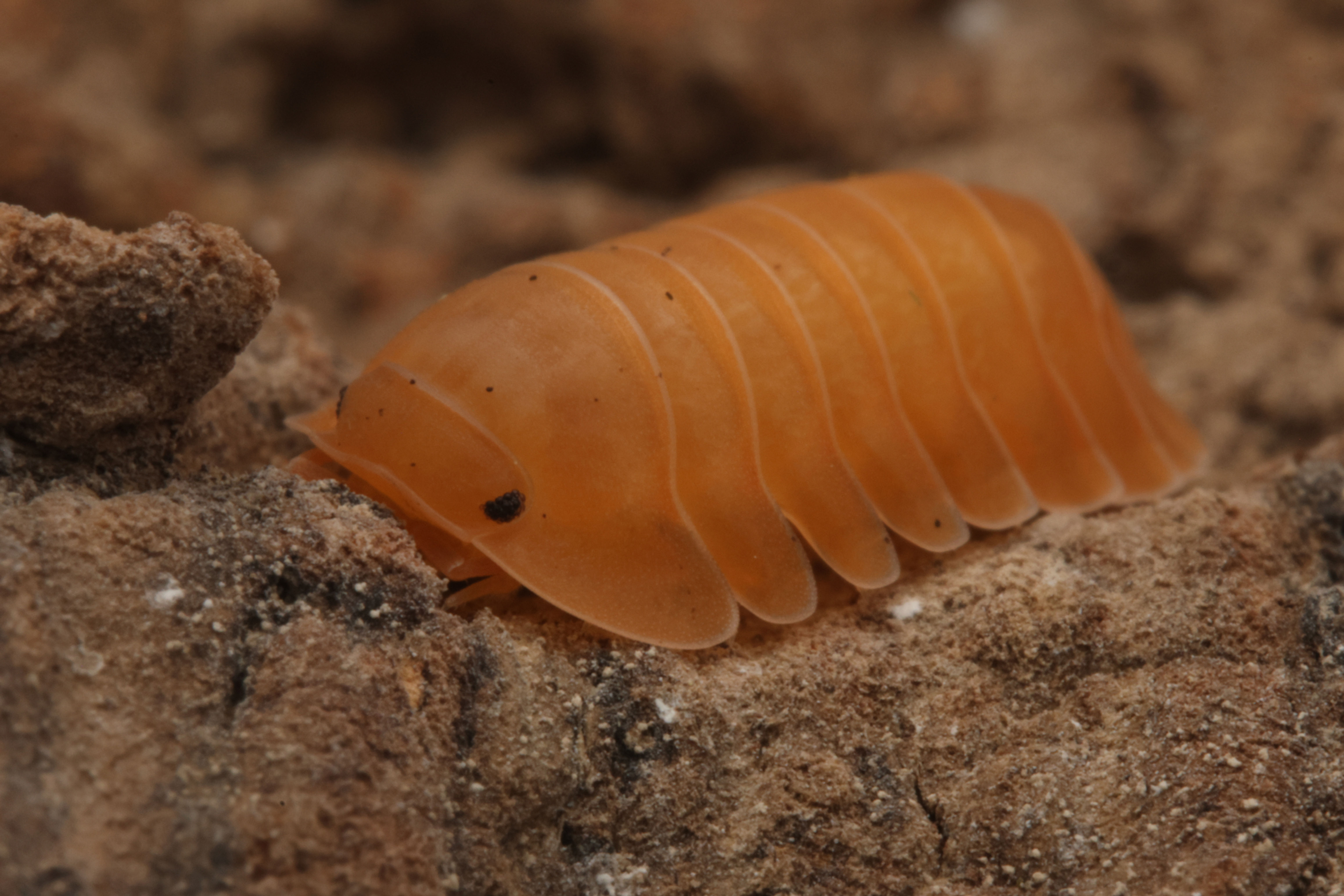 Cubaris sp. "Orange Freezy"