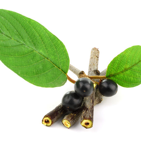 Miel de bourdaine : douceur boisée aux mille bienfaits