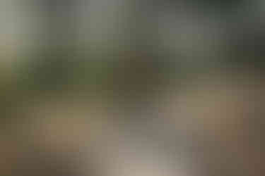 Séance photos maternité Cap-Ferret