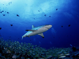 requins de Polynésie