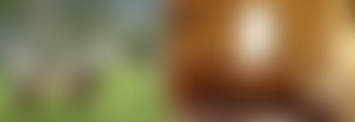 Stage de communication animale et safari kenya