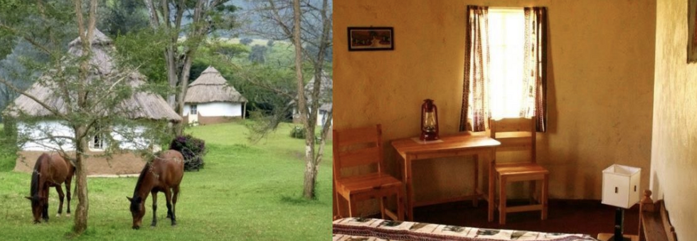 Stage de communication animale et safari kenya