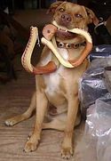 Concho the Tack Dog