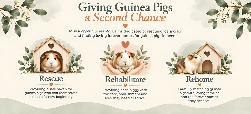 Miss Piggy’s Lair rescues guinea pigs in need, provides rehabilitation, care and nourishment, and carefully matches them with loving forever homes.