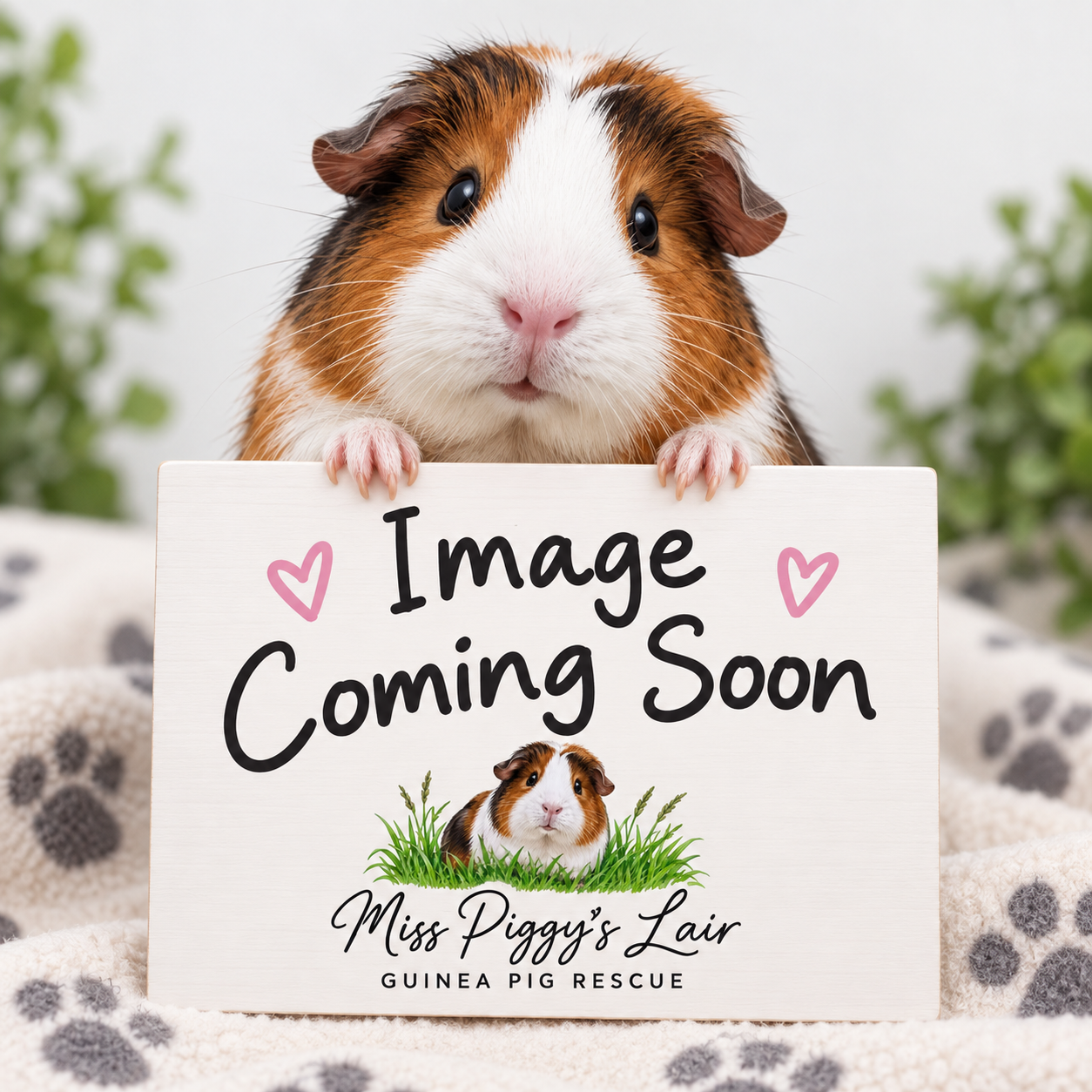 Guinea pig holding 'Image Coming Soon' sign for Miss Piggy's Lair.