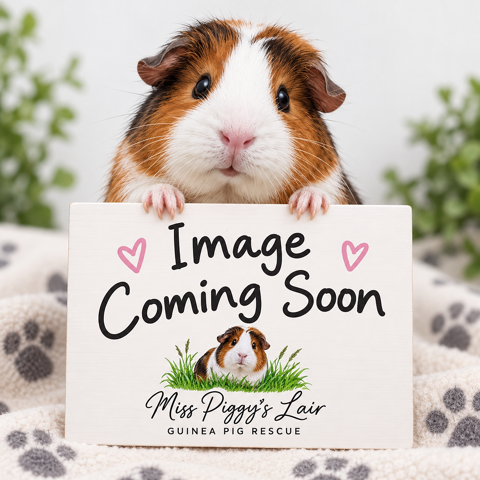Small Animal Shampoo coming soon at Miss Piggy's Lair