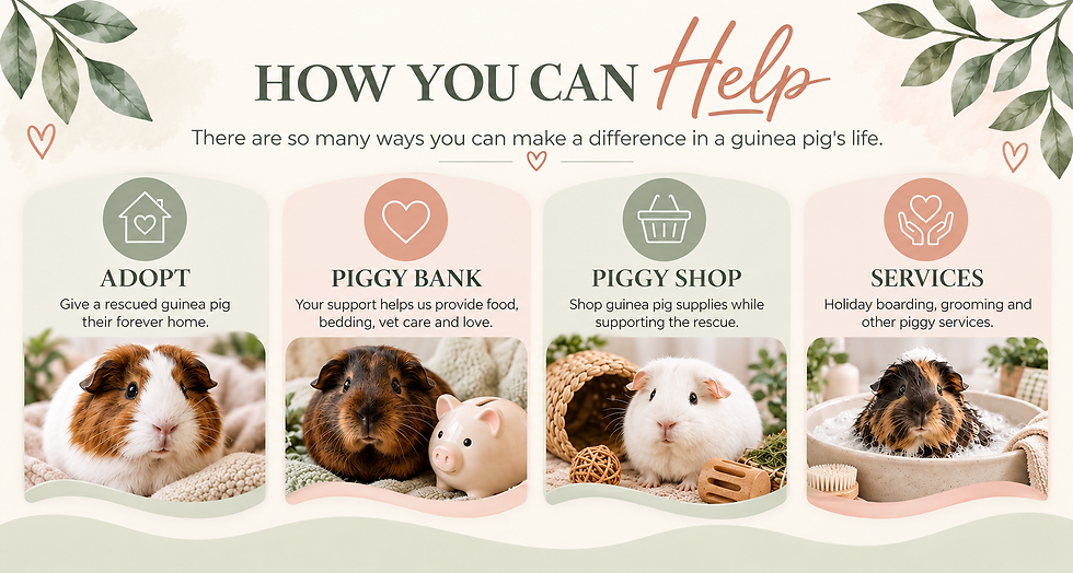 Ways to help Miss Piggy’s Lair: adopt a rescued guinea pig, donate towards food, bedding and veterinary care, shop to support the rescue, or use services including holiday boarding and grooming.