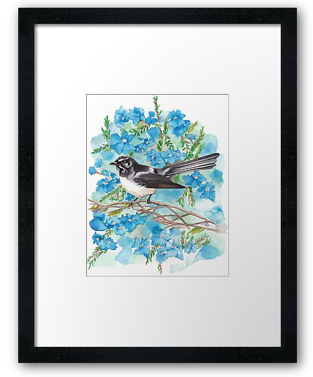Willie Wagtail & Lechenaultia