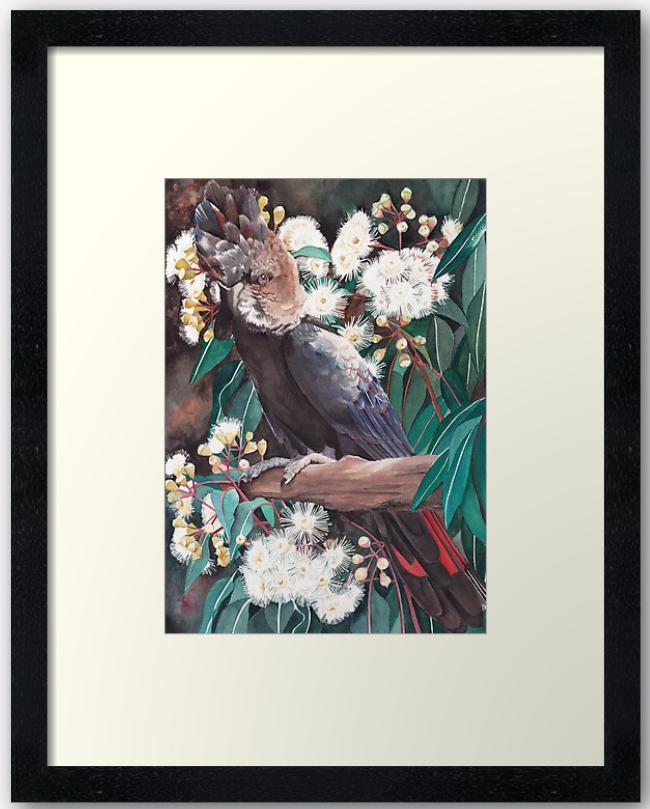 Black Cockatoo & Marri