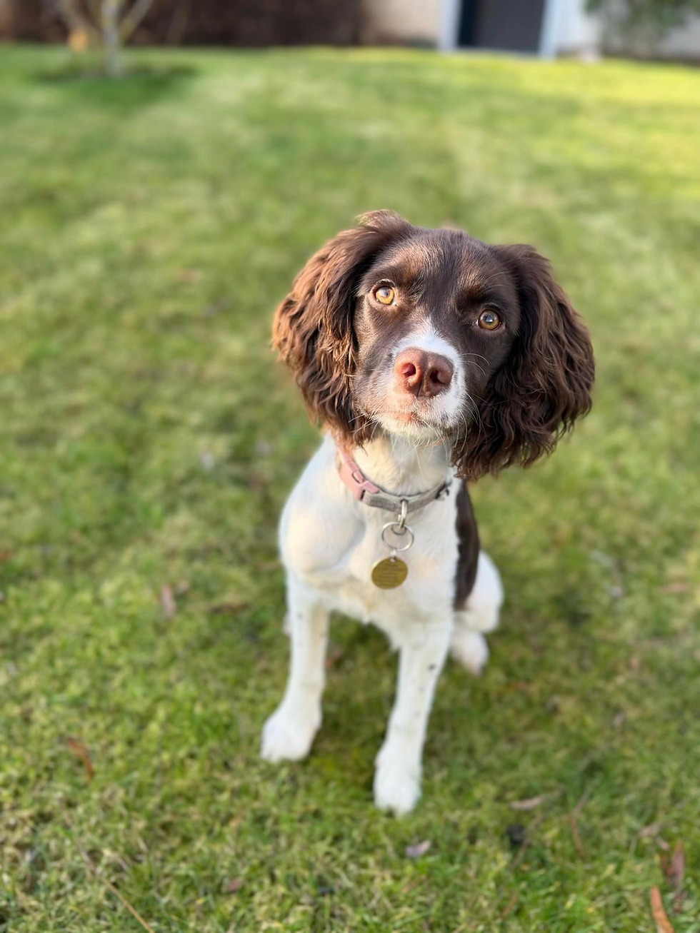 Portrait of a brown and white spaniel sitting on green grass