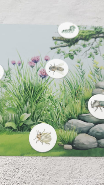 Thumbnail: Insect Acrylic Coins - Bugs, Insects, Washable Kids Toys, Educational Toy
