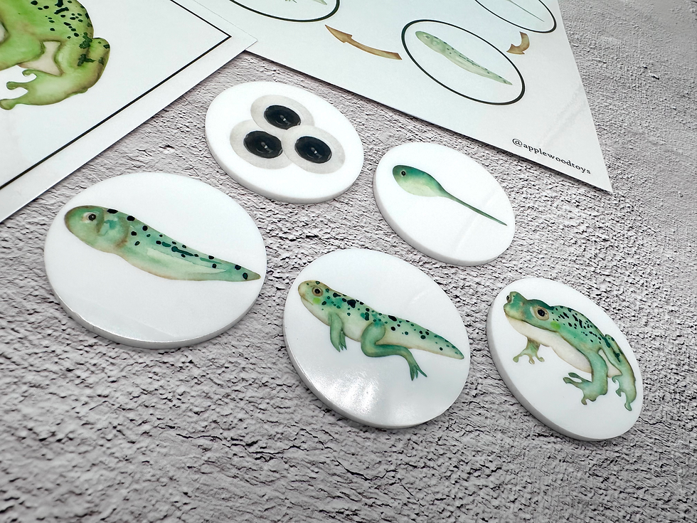 Thumbnail: Ready-to-Ship Frog Life Cycle Set - Kids Gift Set, Acrylic Coins, Play Mat