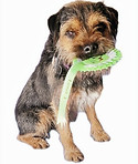 Border Terrier and Rosette_edited.jp