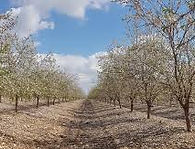 זיתים מסיק מגל.jpeg