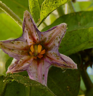 fleur d'aubergine bio du potager de sonnaz