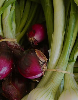 oignons cebette bio du potager de sonnaz