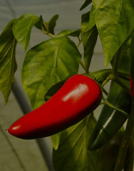 piment bio du potager de sonnaz
