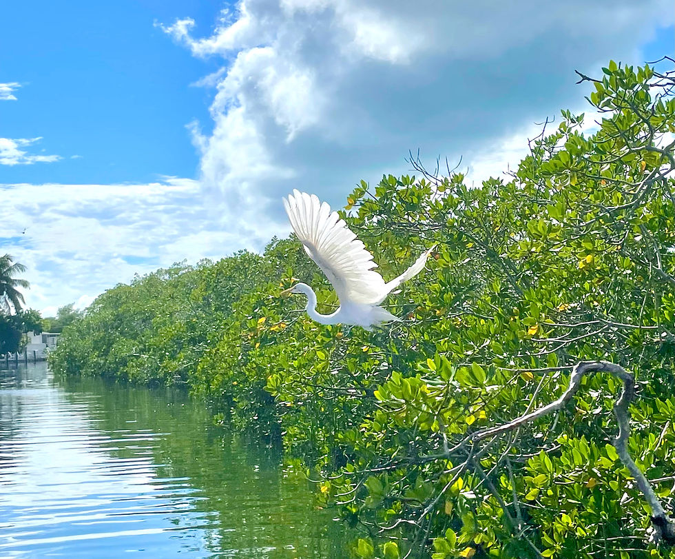 Great White Egret